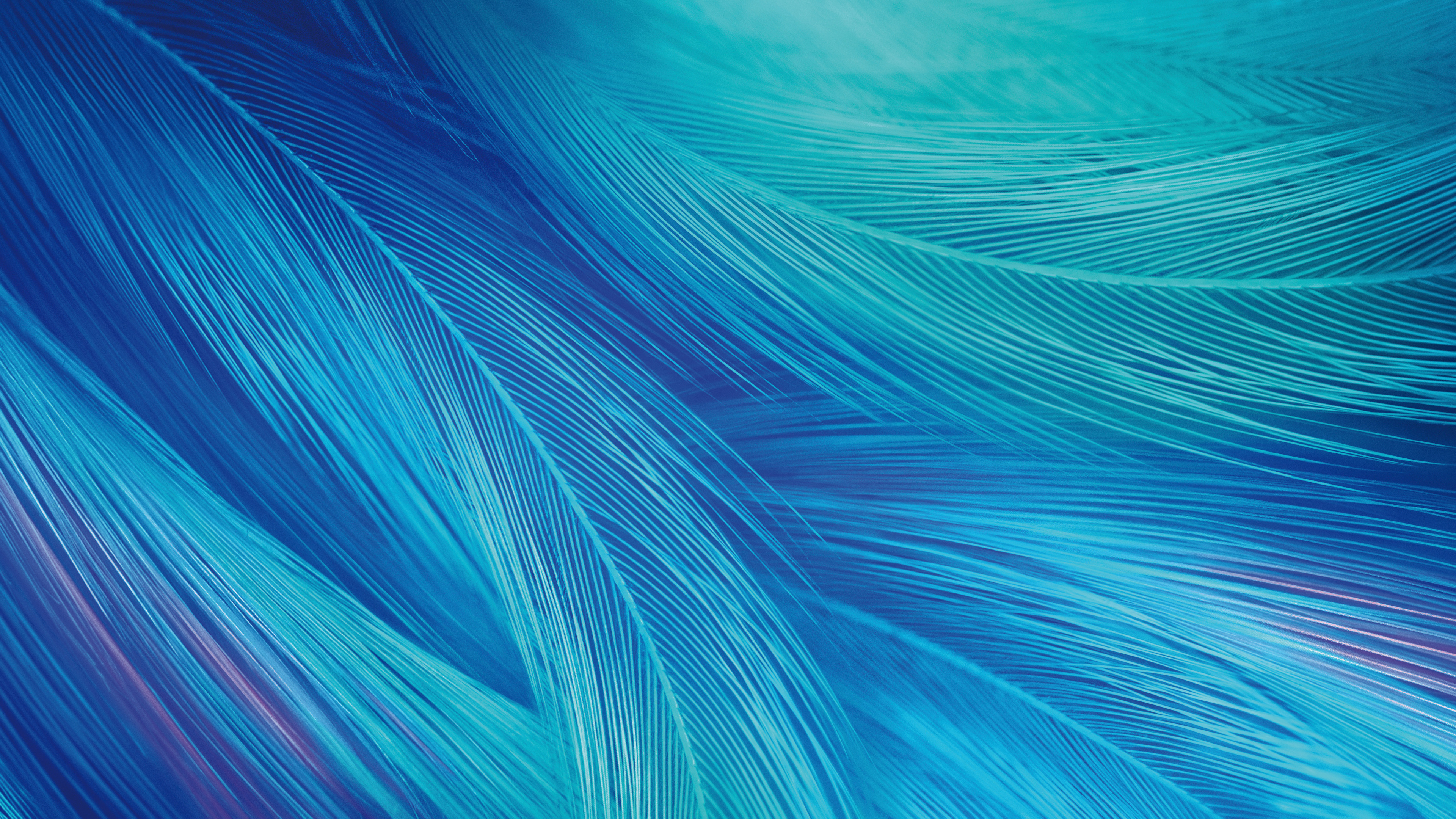 Vivo X27, Close Up, Feathers, Stock, Wallpaper - Wallpaper - HD Wallpaper 