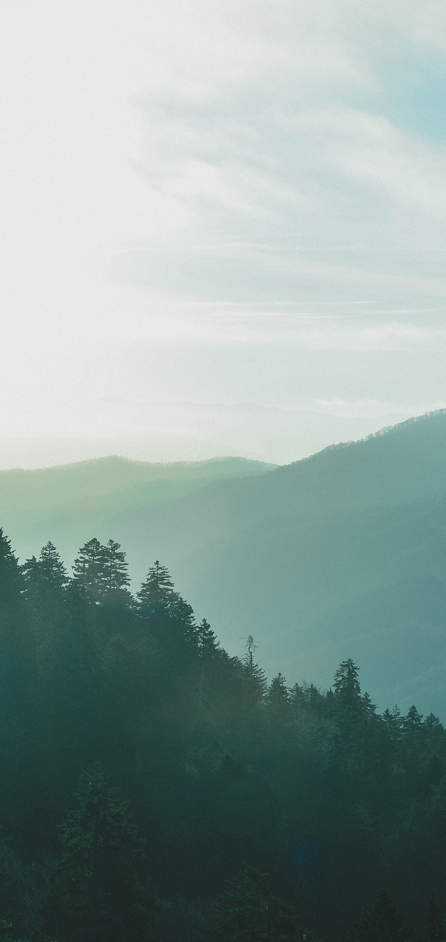 Forest Sky Fog Mountains Wallpaper - Shortleaf Black Spruce - HD Wallpaper 