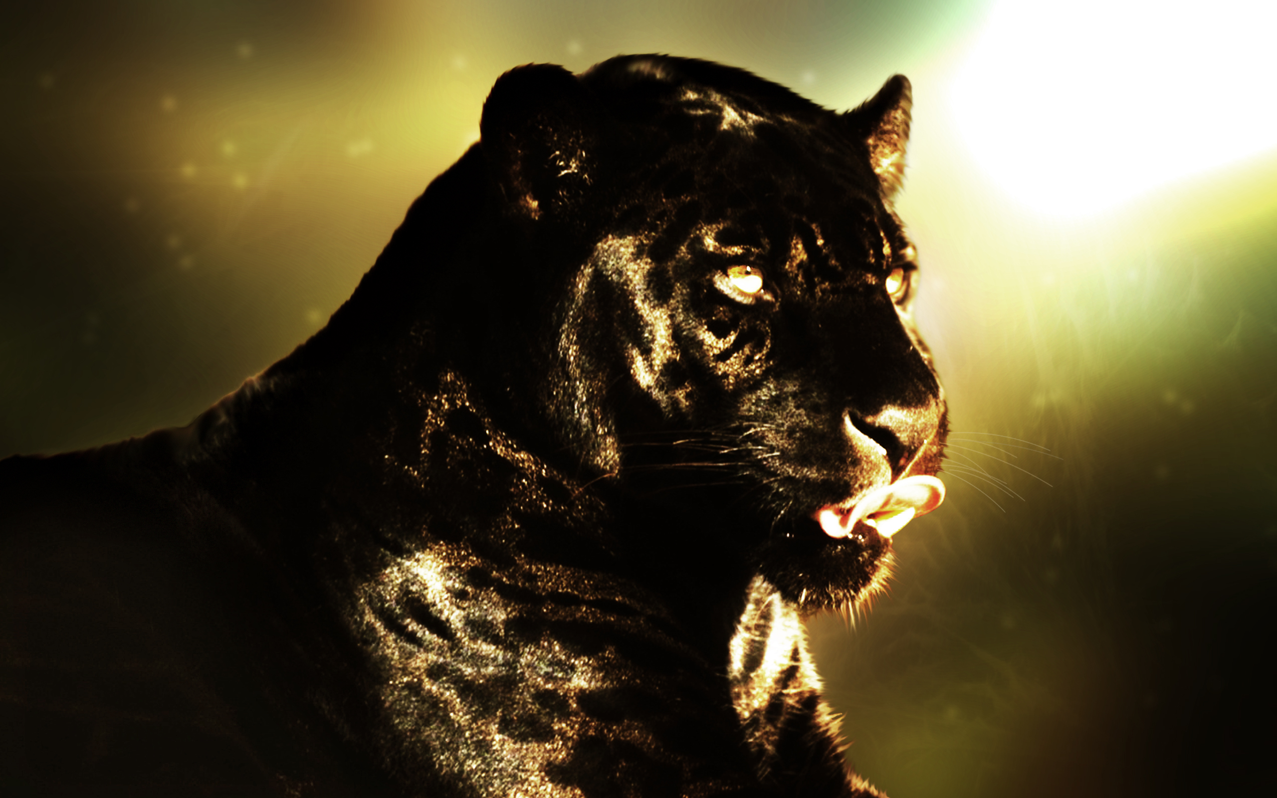 Panther - Black Panther Animal Free - HD Wallpaper 