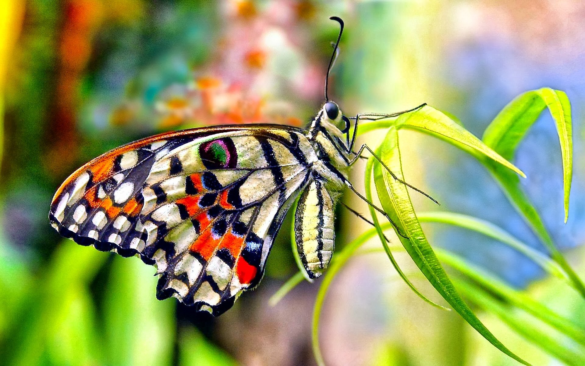 Butterfly Wallpapers Download - HD Wallpaper 