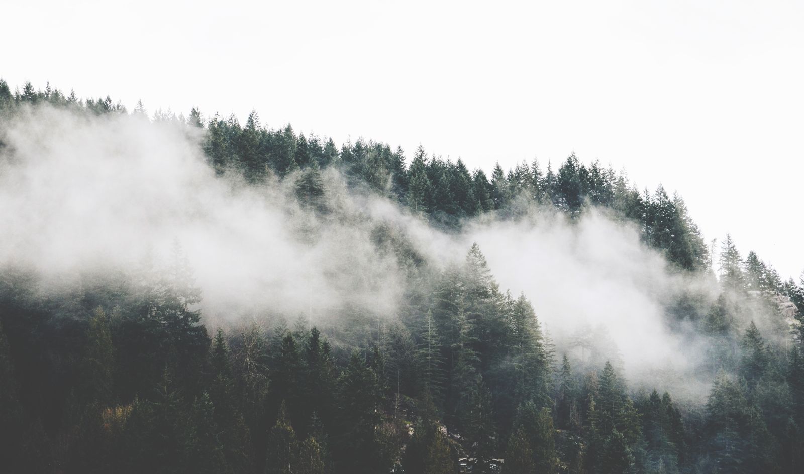 Nature Trees Forest Mountain Fog Wallpaper - Trees And Fog - HD Wallpaper 