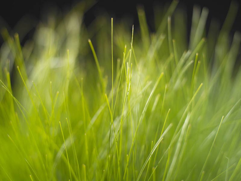 Cb Png Hd Grass - HD Wallpaper 