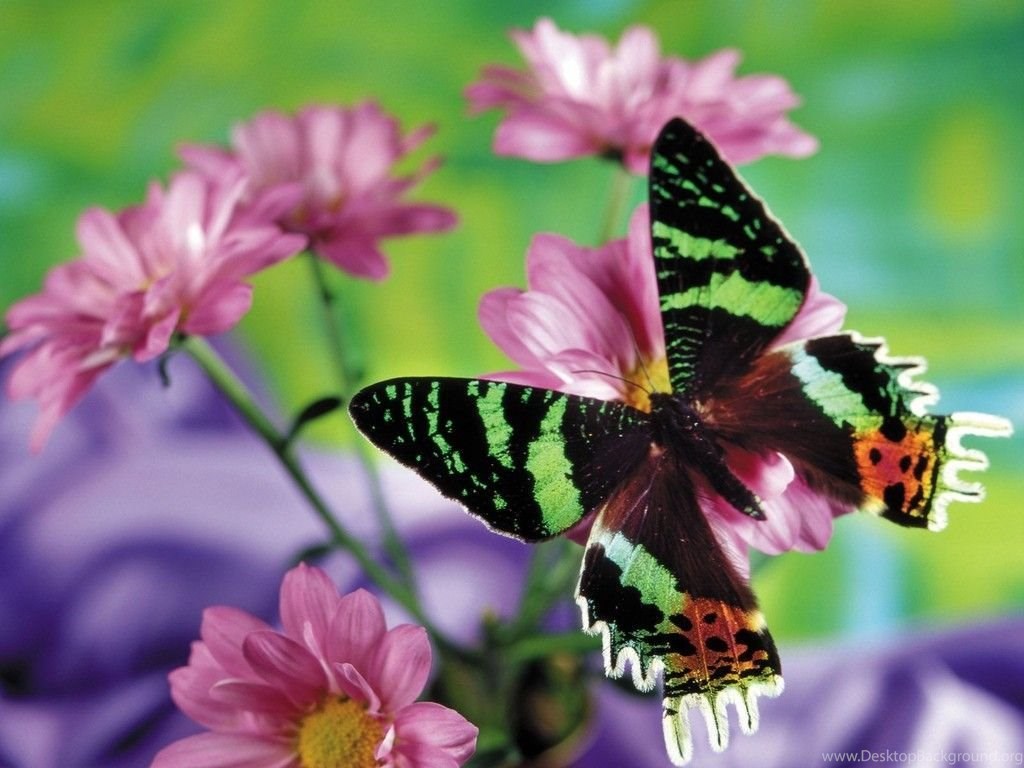 Free Butterfly Wallpapers Download ~ Toptenpack - Mariposas Maravillosas - HD Wallpaper 