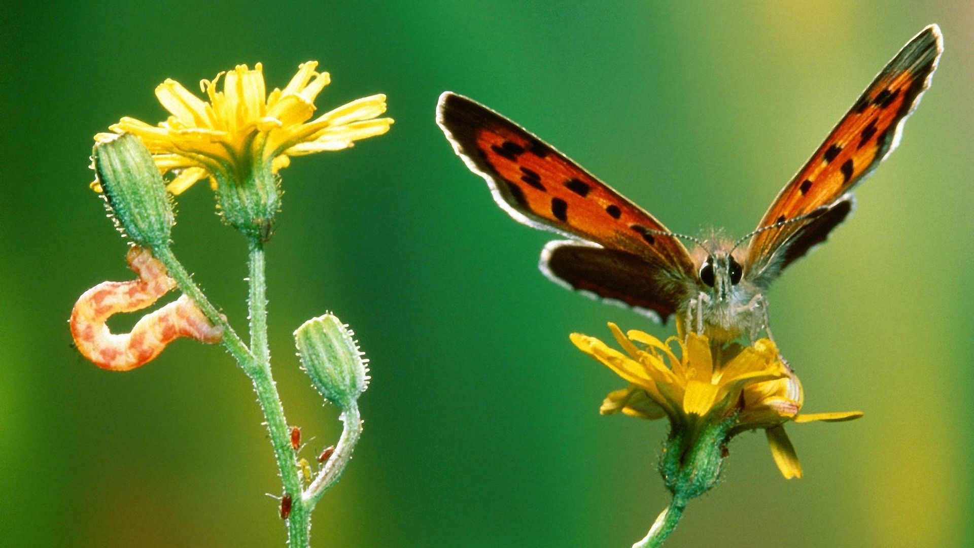 Hd Butterfly Hd Wallpapers 1080p For Your Desktop Backgrounds - Caterpillar To Butterfly Hd - HD Wallpaper 