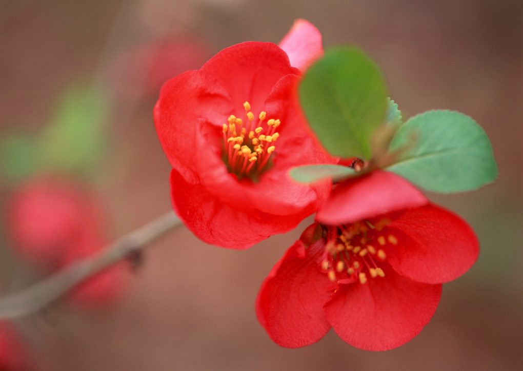 Flowers Hd Wallpapers - 8 March Women Day - HD Wallpaper 