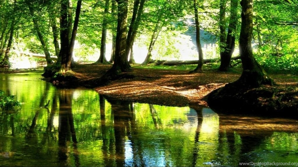 Full Screen Wallpaper Hd 1080p Free Download For Laptop - Forest Wallpaper Hd 1080p - HD Wallpaper 