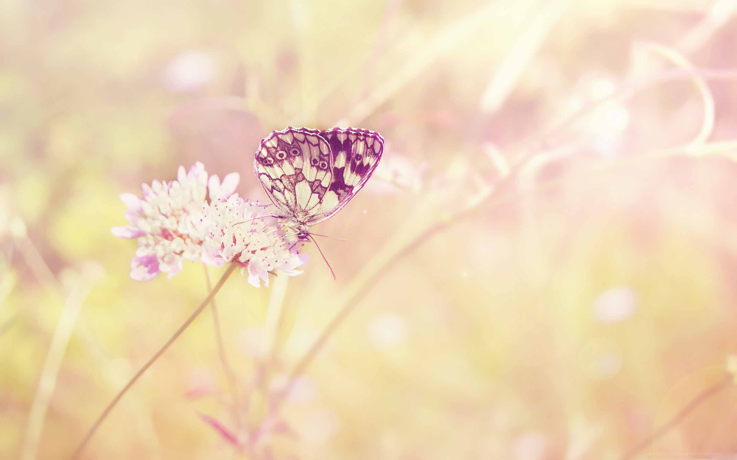 Dual Monitor Background Butterfly - HD Wallpaper 