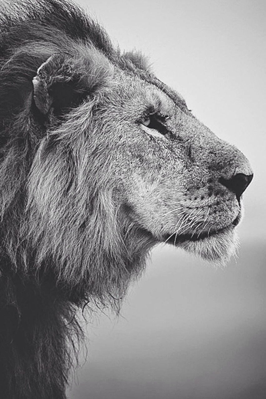 Lion Black And White Wallpaper Mobile On Wallpaper - Ignore People Who Talk  Shit About You - 853x1280 Wallpaper 