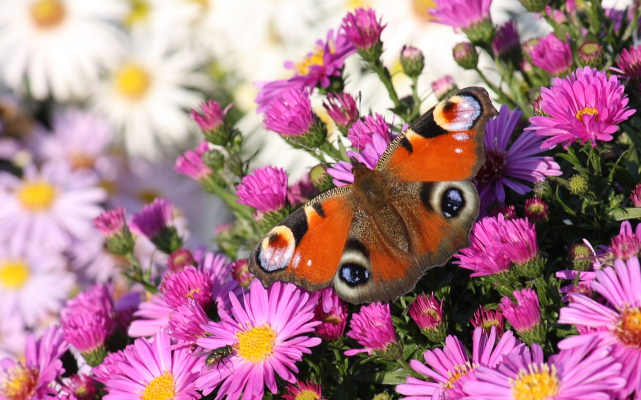 Peacock Butterfly - Peacock Butterfly With Flowers - HD Wallpaper 
