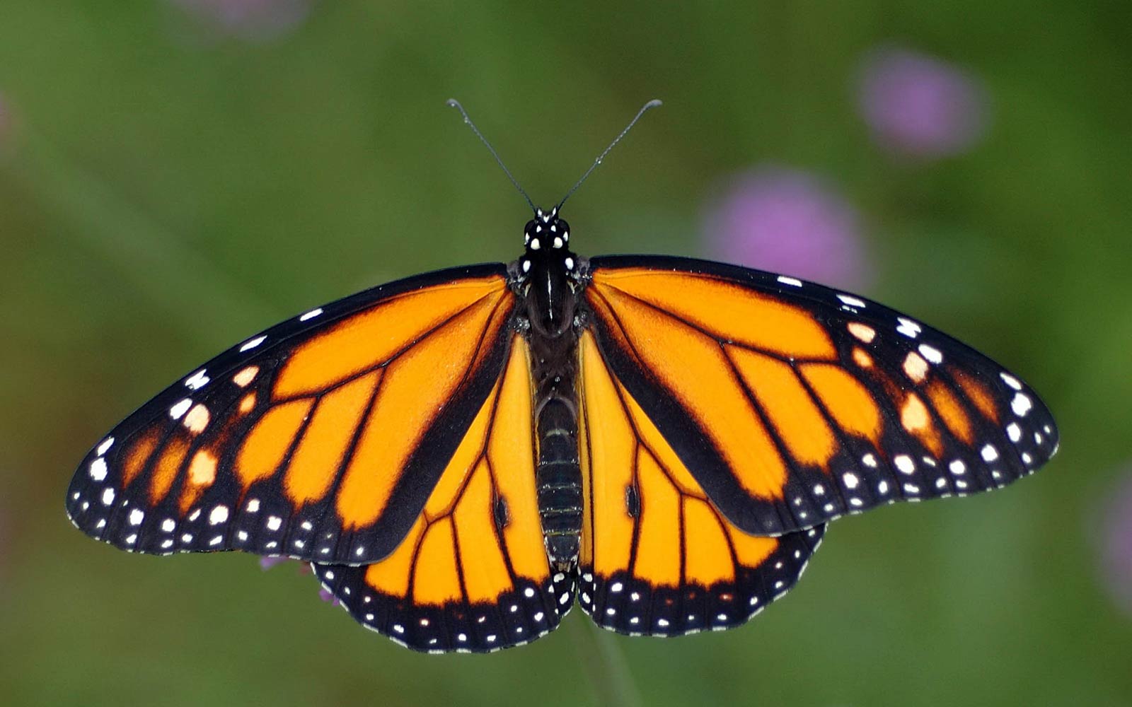 Free Monarch Butterfly Wallpaper Wallpapers Download - Butterfly Patterns In Nature - HD Wallpaper 
