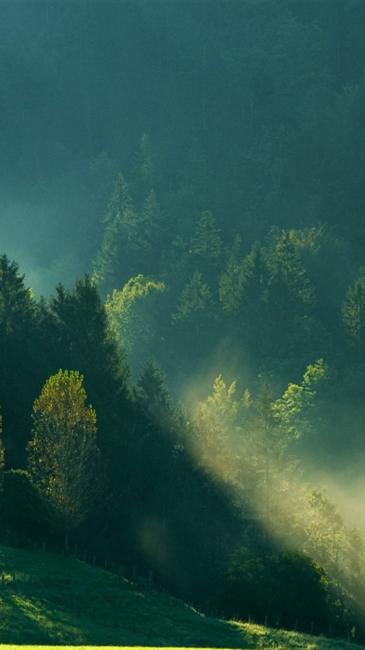 Wallpaper Foggy Day, Tree, Landscape, Nature - Underwater - HD Wallpaper 
