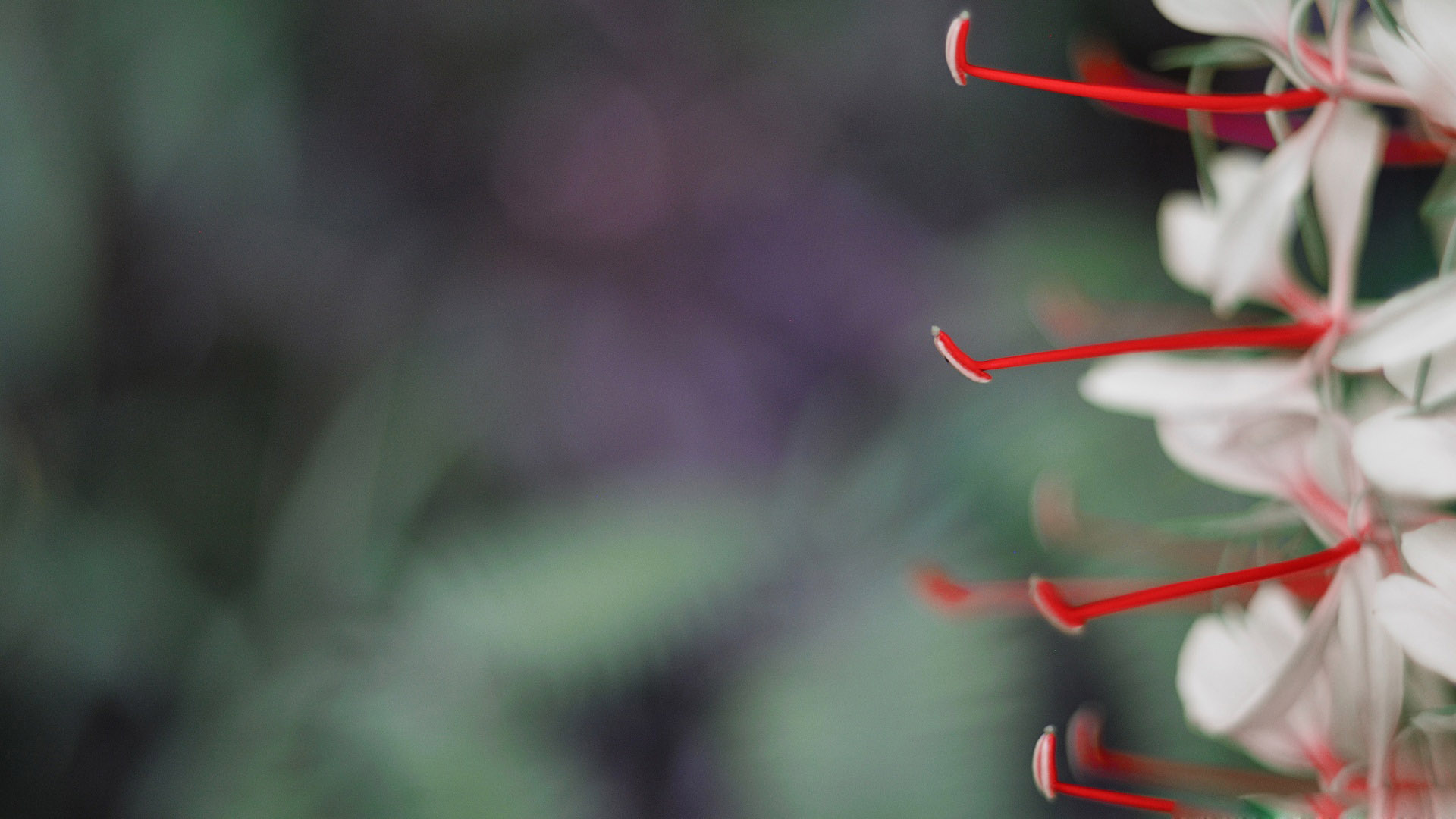 1440p - HD Wallpaper 