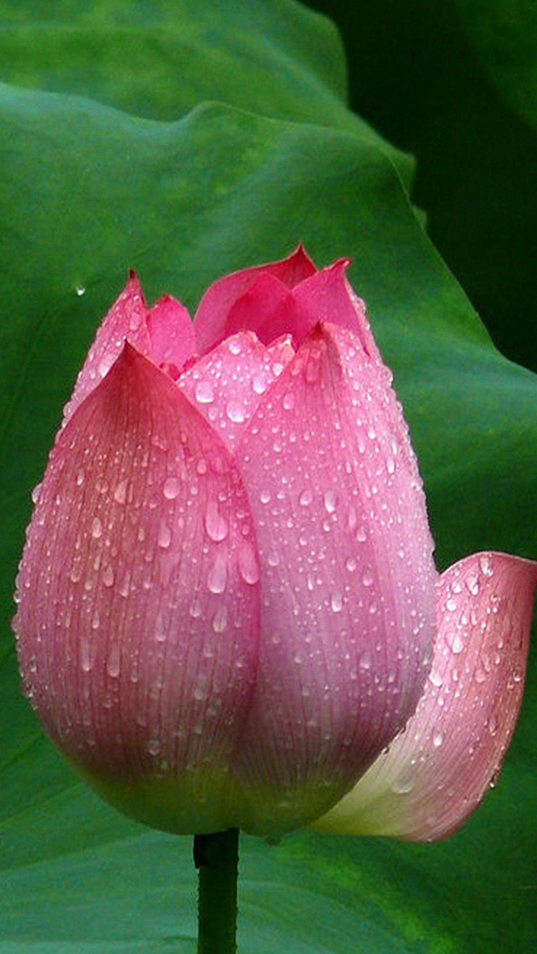 Lotus Flower Closeup Android Wallpapers 1080p Phone - Lotus Wallpaper For Mobile - HD Wallpaper 