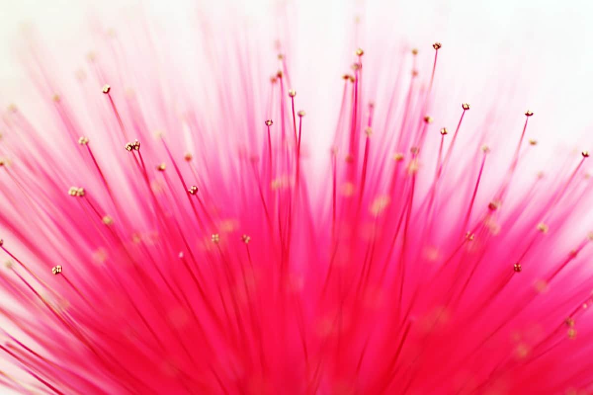 Macro Wallpapers - Close Up Of A Flower Petal - HD Wallpaper 