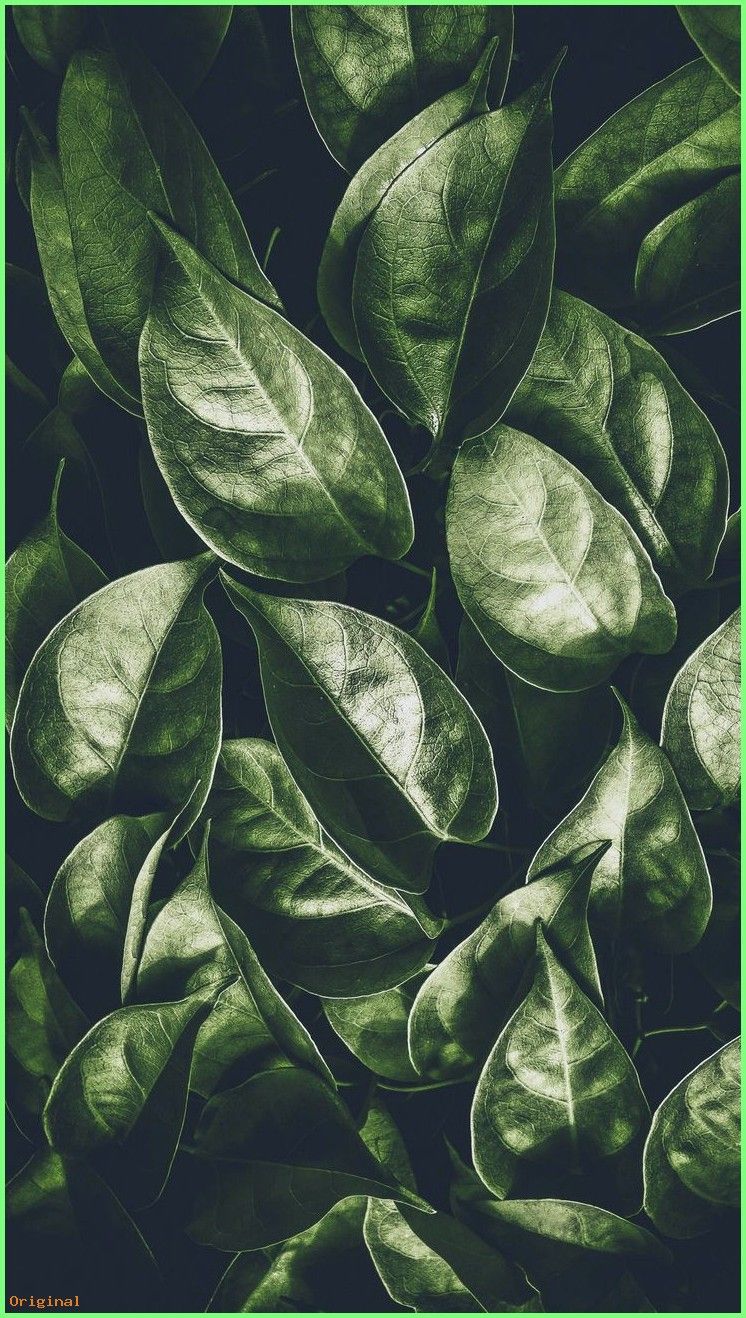 Cool Plant Backgrounds - HD Wallpaper 