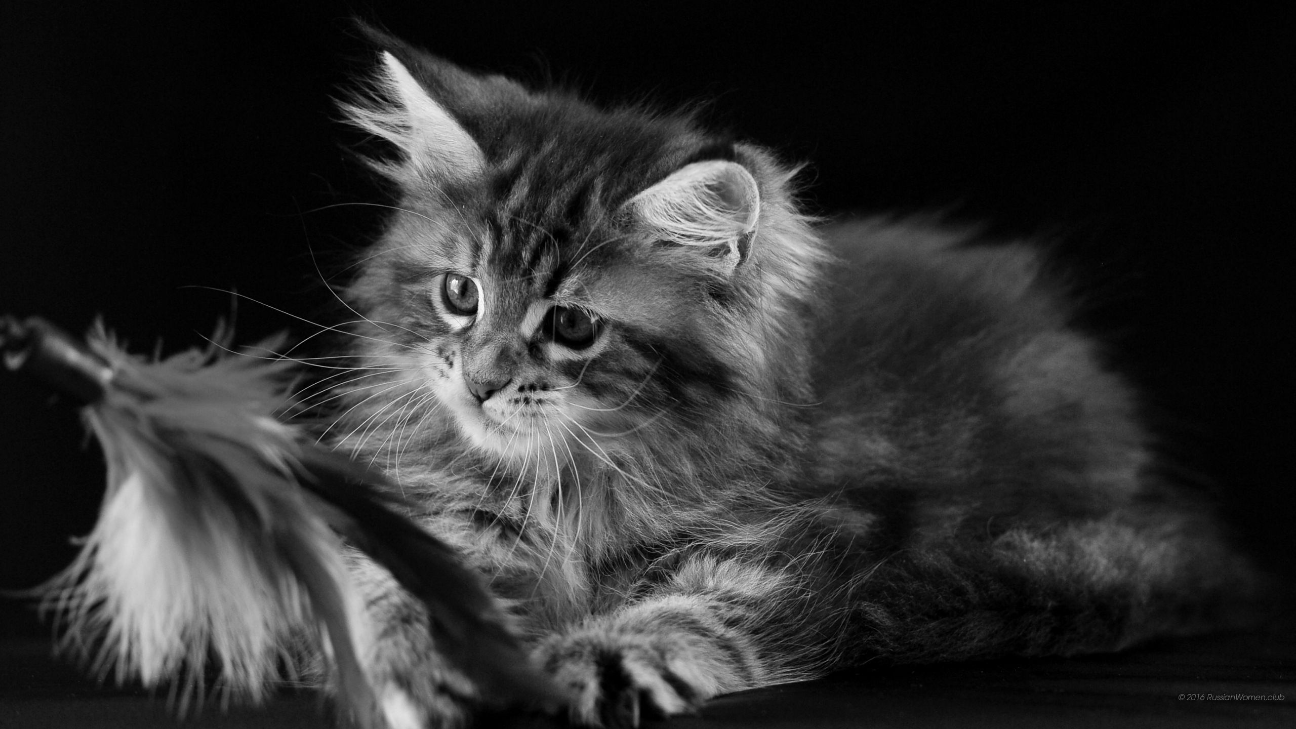 Cat Wallpaper 1440p - HD Wallpaper 