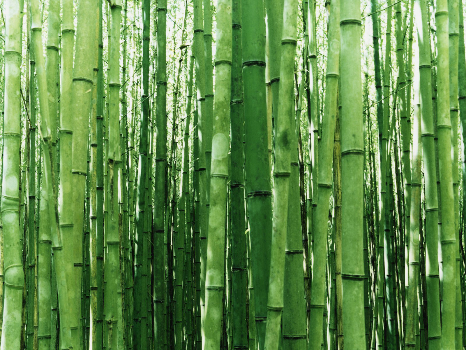 Windows Vista Wallpaper Bamboo - HD Wallpaper 