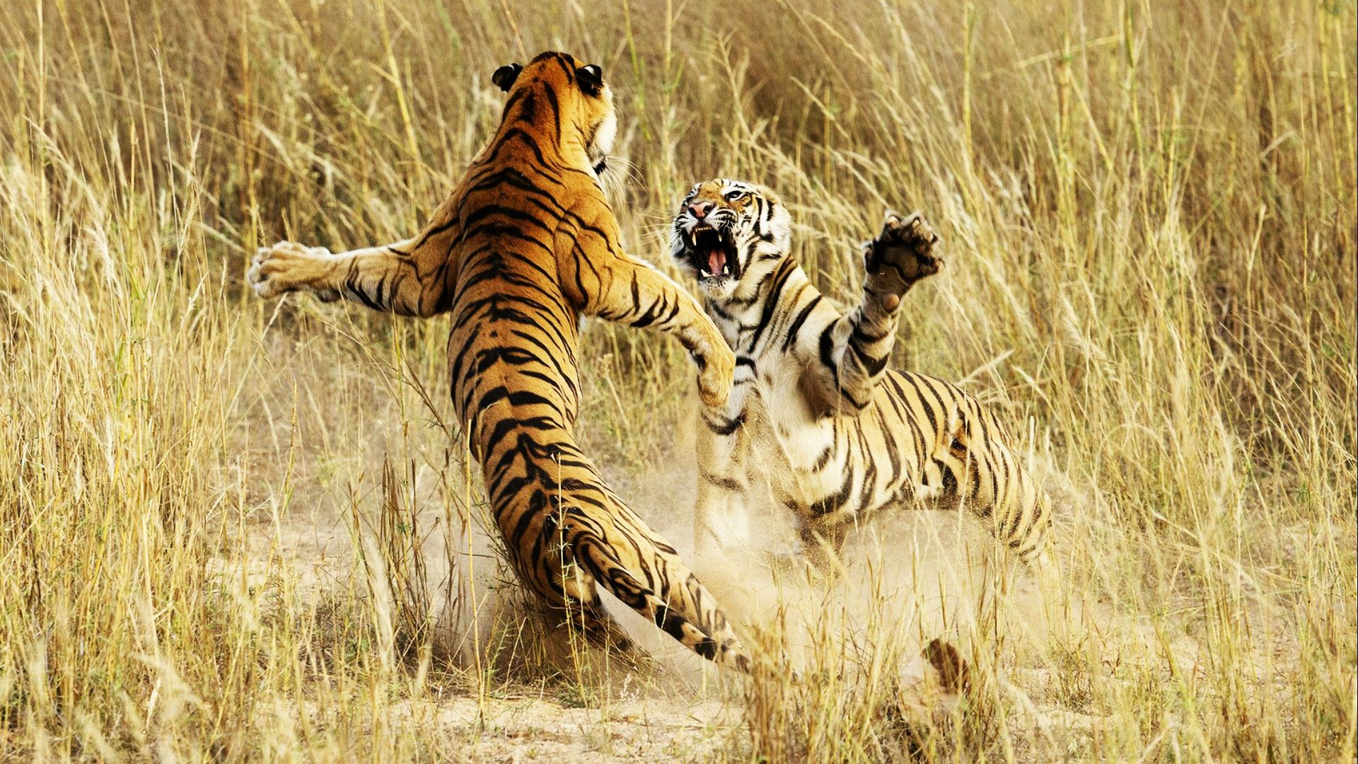 1920x1080, Tiger Hd Wallpapers - Smithsonian Photo Contest Winners 2017 - HD Wallpaper 