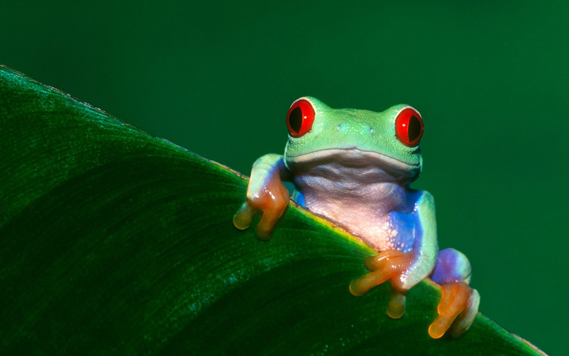 Frog Wallpaper Hd - HD Wallpaper 