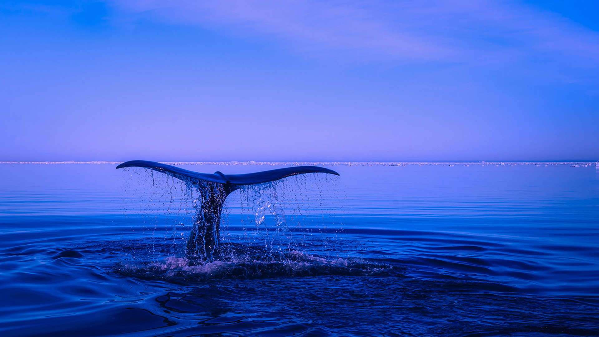 1920x1080, Blue Whale Tail Chromebook Wallpaper Size - Whale Desktop Backgrounds - HD Wallpaper 