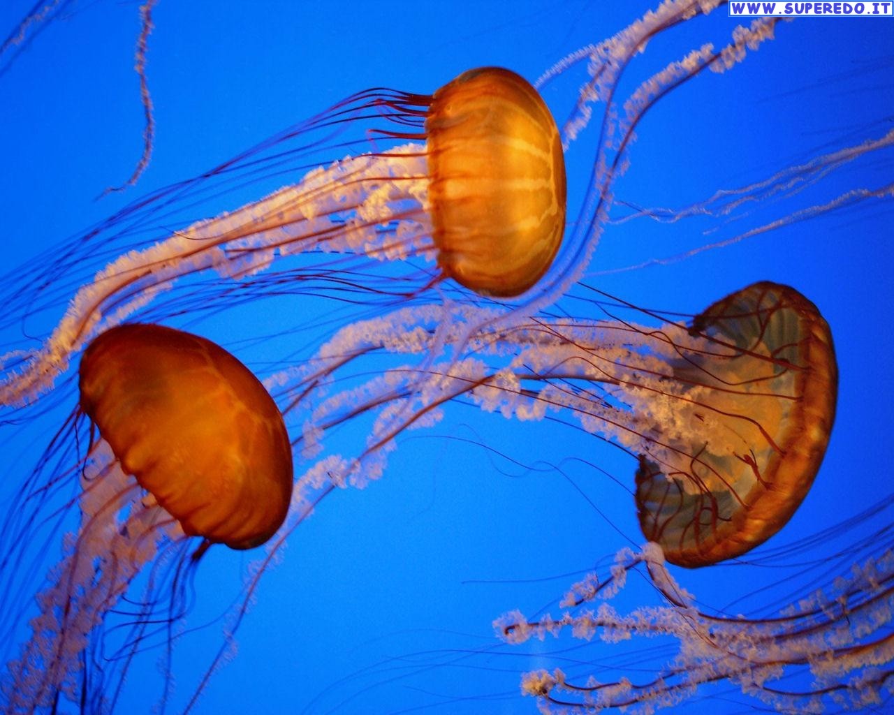 Jellyfish - HD Wallpaper 