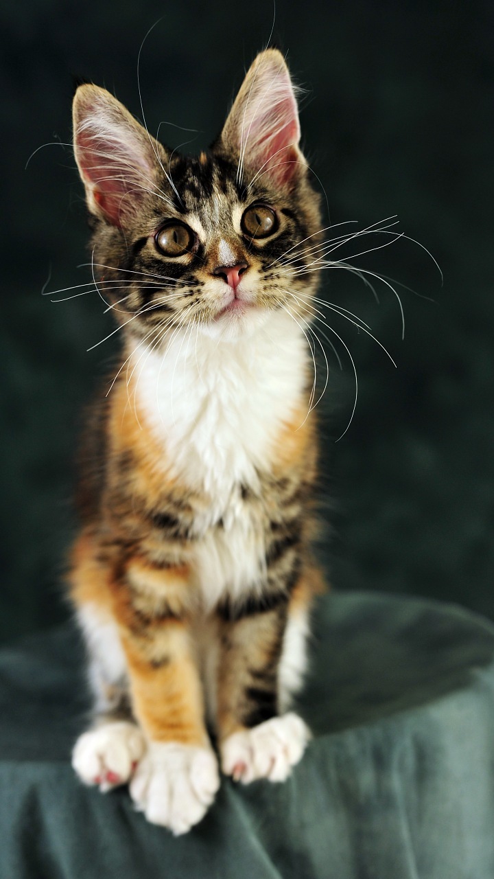 Arabian Mau - HD Wallpaper 