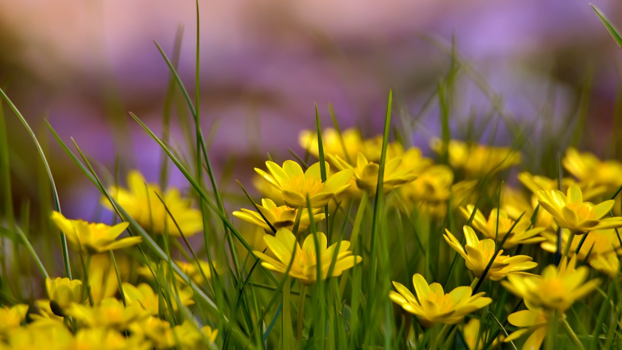 Nature Flower Grass Life - HD Wallpaper 