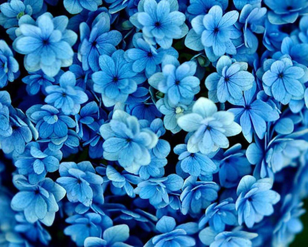 Real Blue Flower Background - HD Wallpaper 