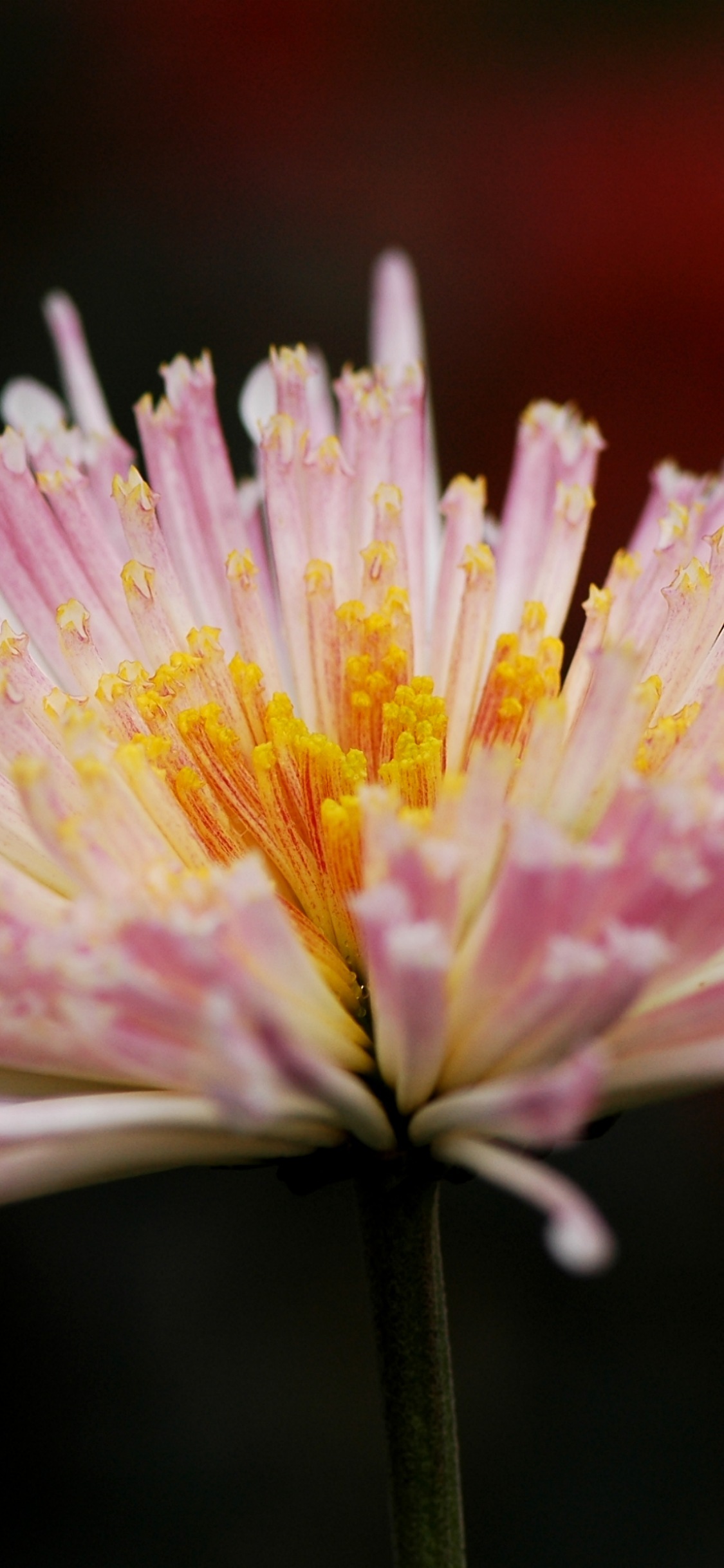 Cellulare Sfondi Scaricare - Water Lily - HD Wallpaper 