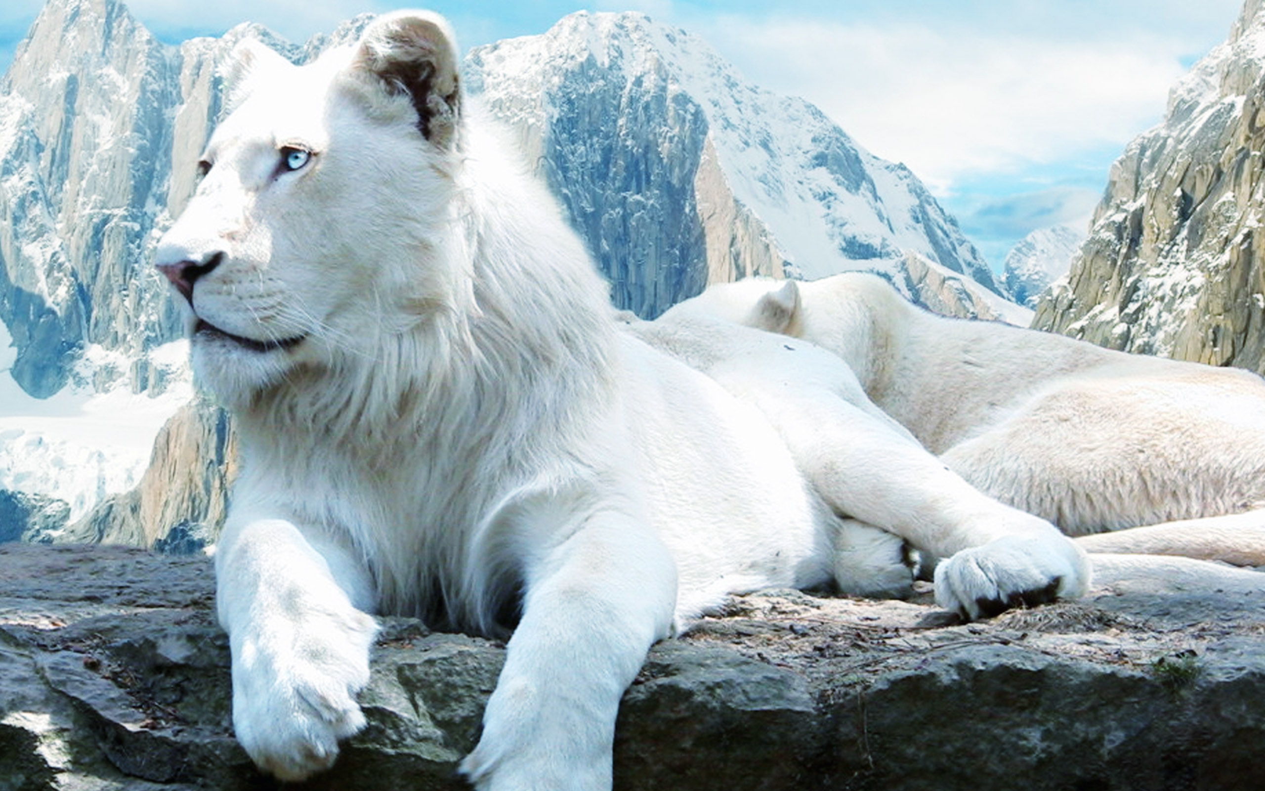 Full Hd White Lion - HD Wallpaper 