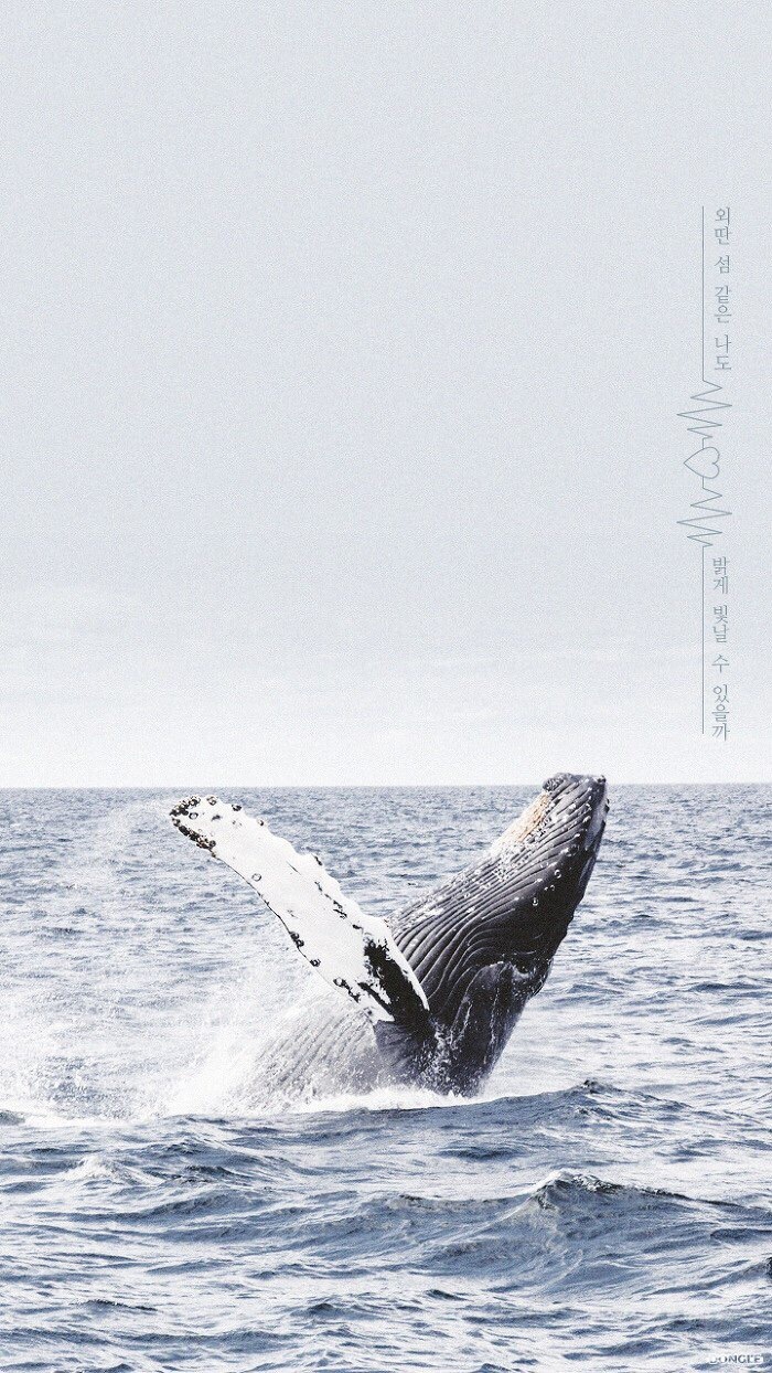 Animal, Sea, And Wallpaper Image - Walfisch - HD Wallpaper 