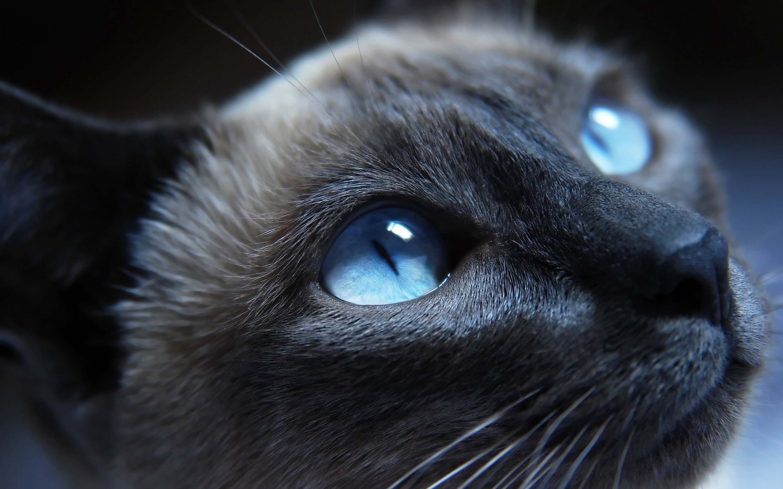 4k Cat With Blue Eyes - HD Wallpaper 