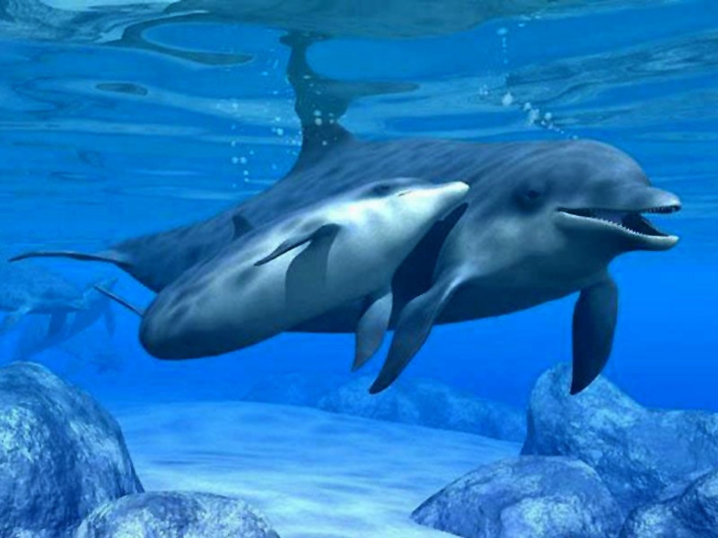 Dolphins Fall In Love - HD Wallpaper 