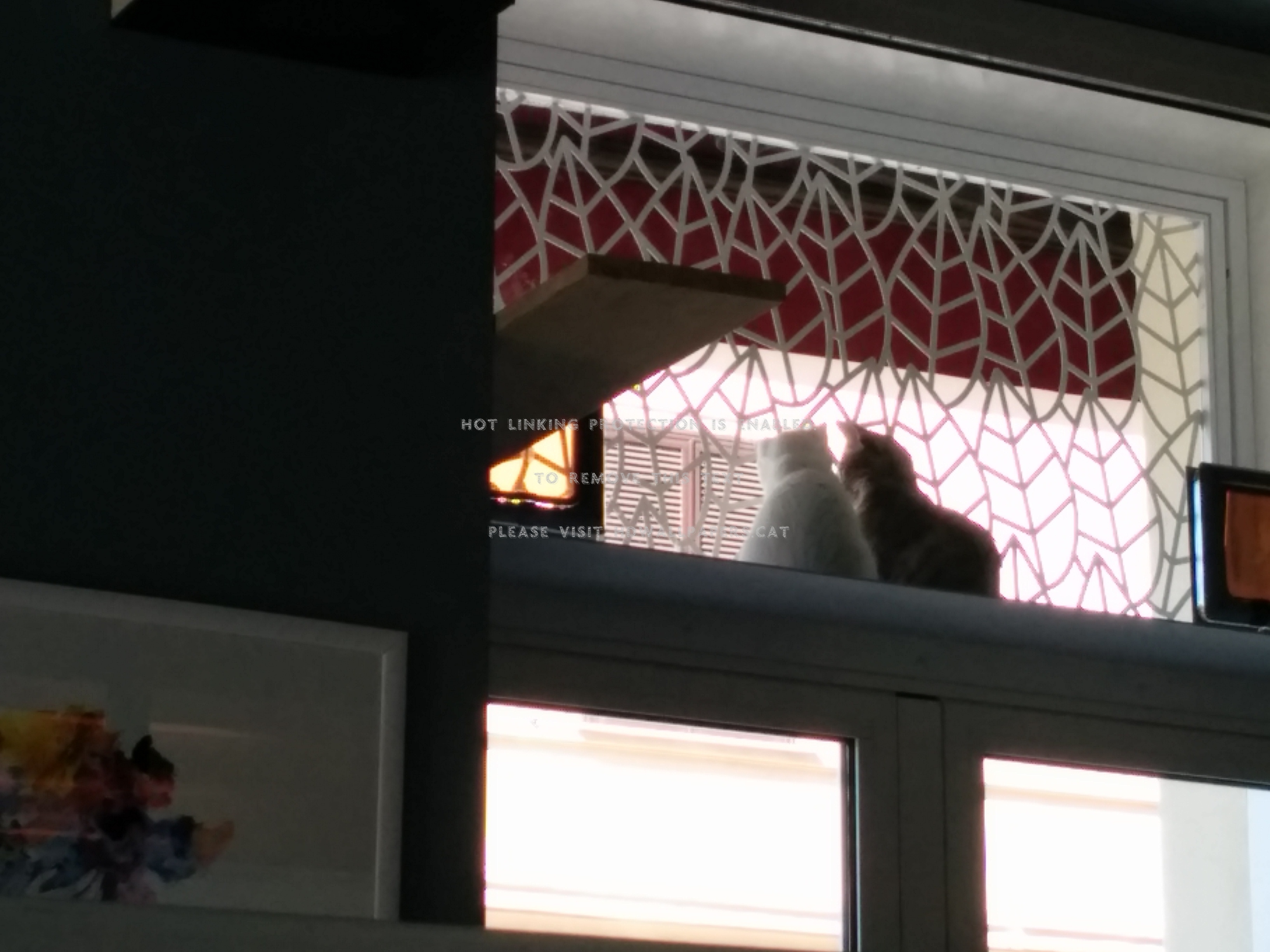 Romeow Cat Bistrot Roma Animali Gatti - Interior Design - HD Wallpaper 