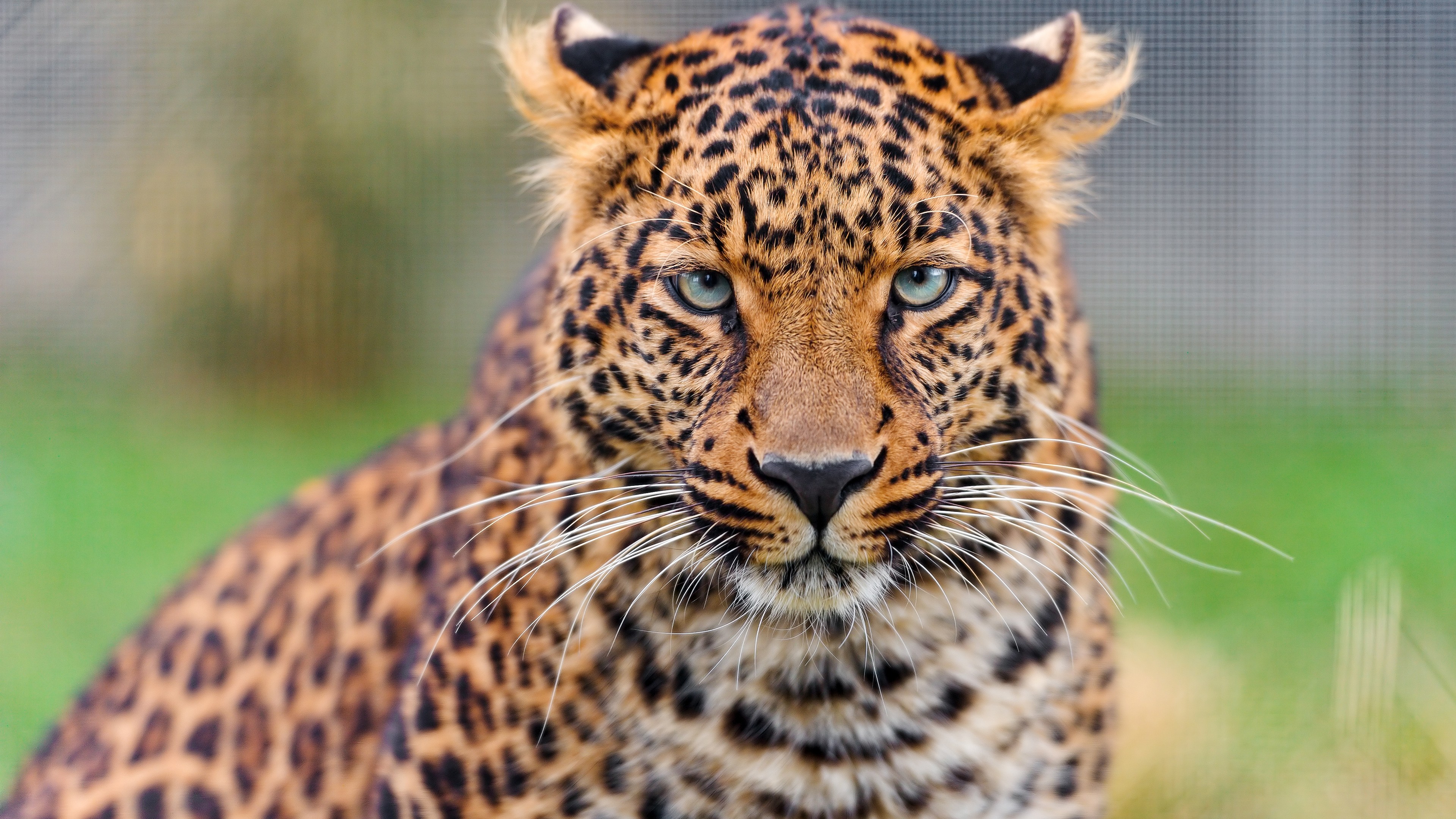Leopard Face - HD Wallpaper 