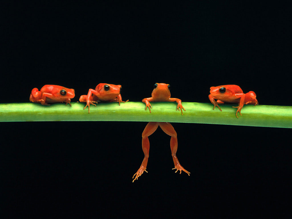 Frogs Hang In There - HD Wallpaper 