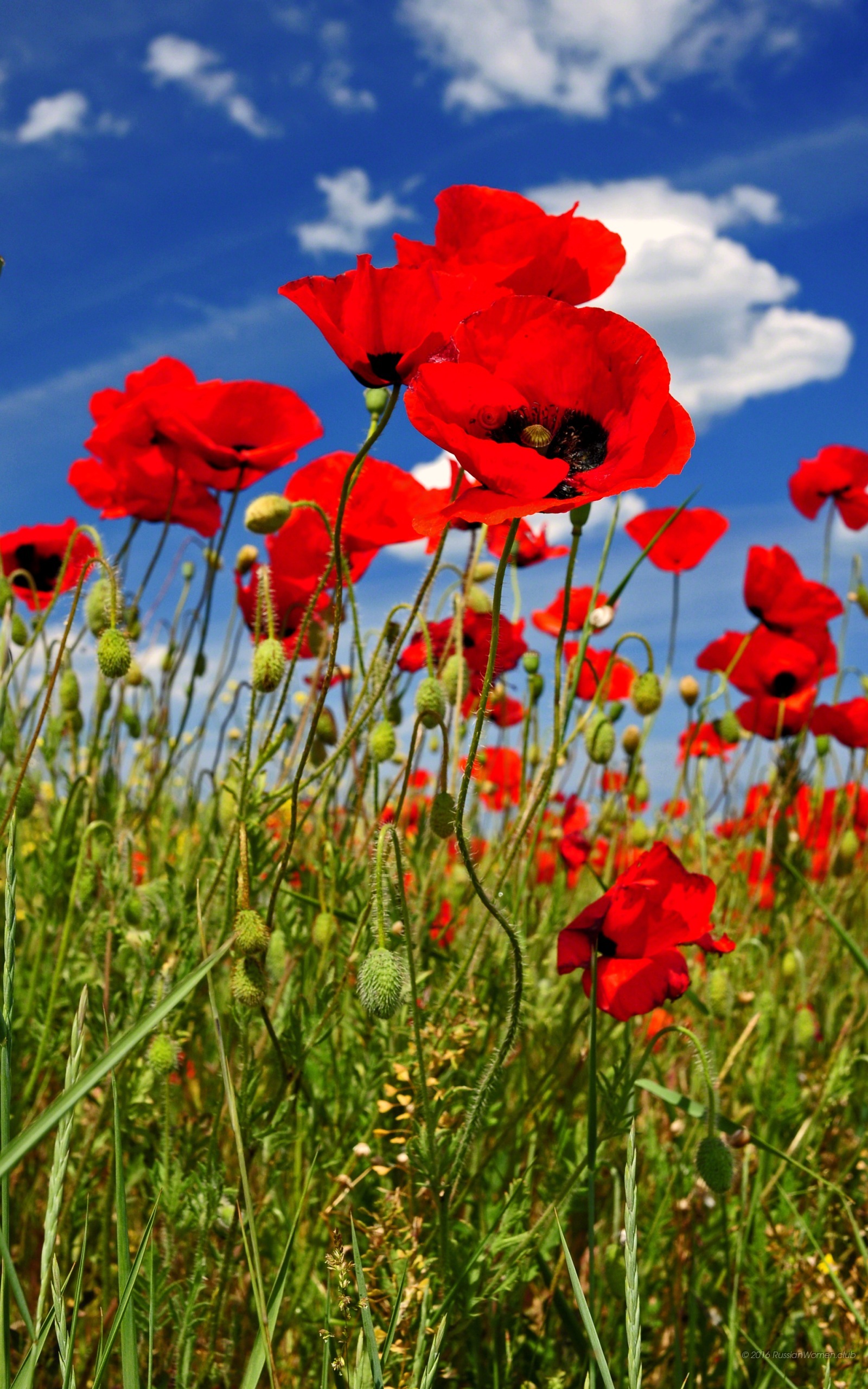 Scaricare Sfondi Gratis Per Cellulari - Fondos De Pantalla Bq Aquaris X5 - HD Wallpaper 