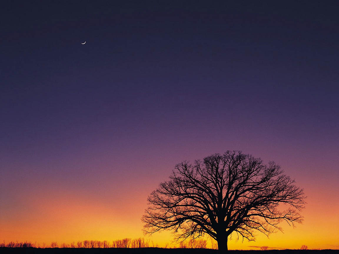 Burr Oak Crescent Moon - Lg 42ld460 - HD Wallpaper 