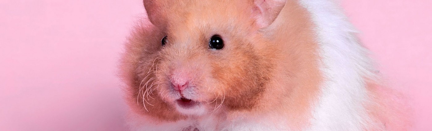 Hamster - HD Wallpaper 