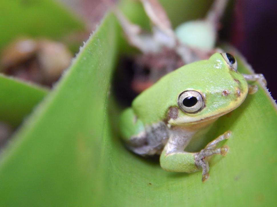 Smile Frog Wallpaper Wallpaper,frog Hd Wallpaper,color - Squirrel Tree Frog - HD Wallpaper 