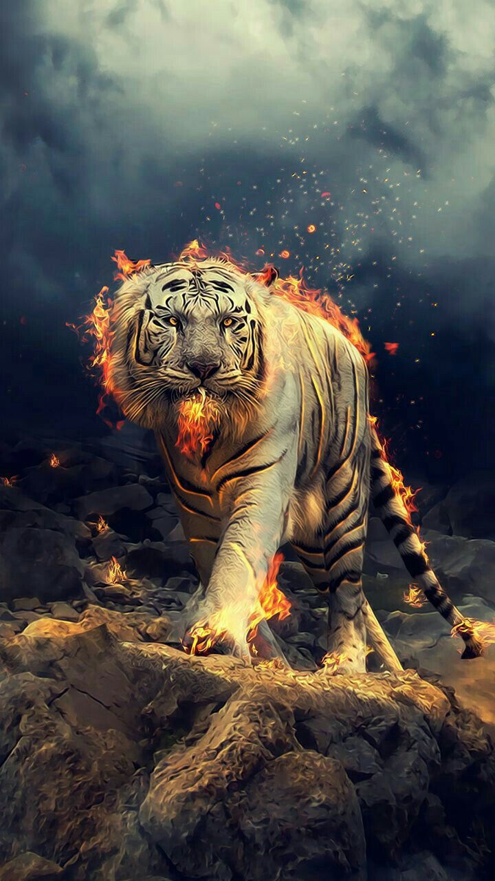 Tiger Wallpaper Iphone - 720x1280 Wallpaper 