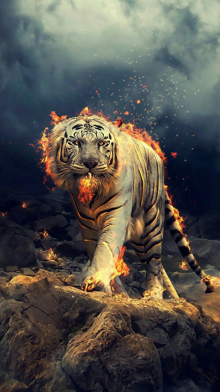 Tiger Wallpaper Iphone - 720x1280 Wallpaper Tiger Wallpaper Iphone - 720x1280 Wallpaper