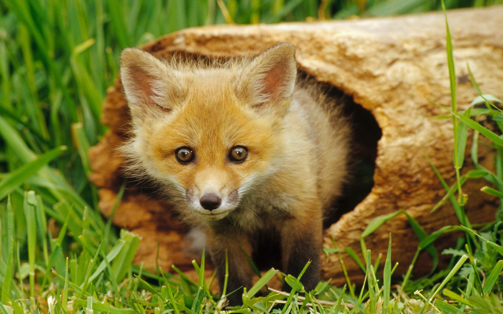 Baby Cute Red Fox - HD Wallpaper 