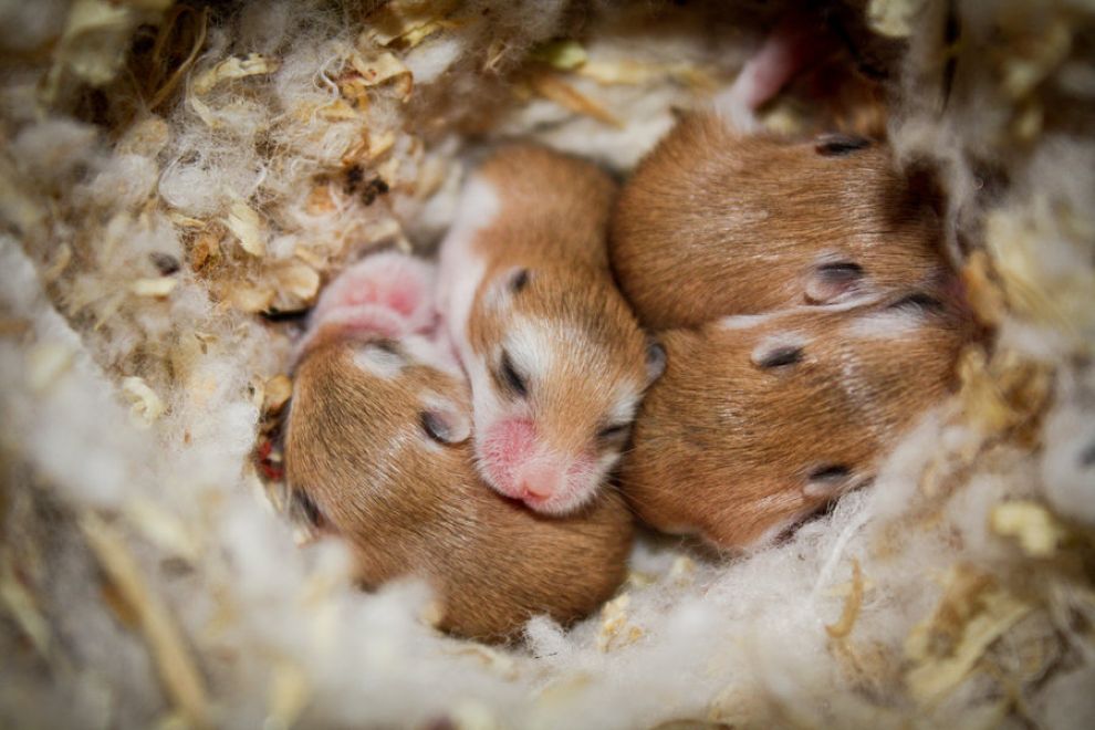 Download Free Hd Cute Robo Hamster Picture, Image - Cute Hamsters Hamsters R - HD Wallpaper 