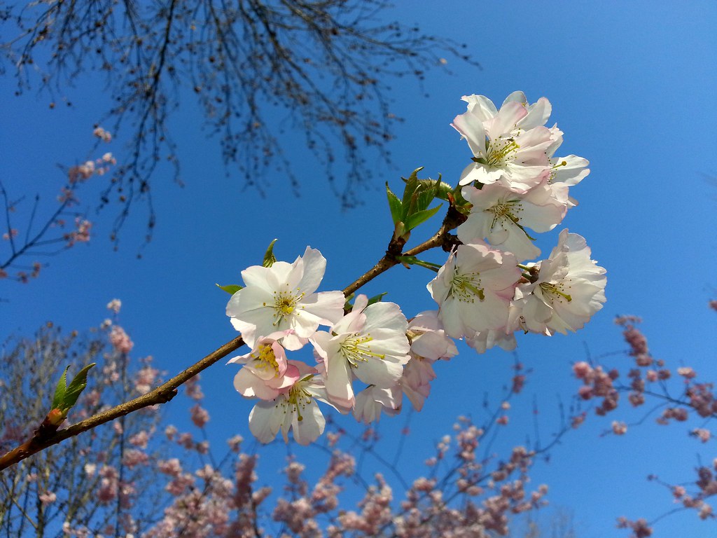 Cherry Blossom - HD Wallpaper 