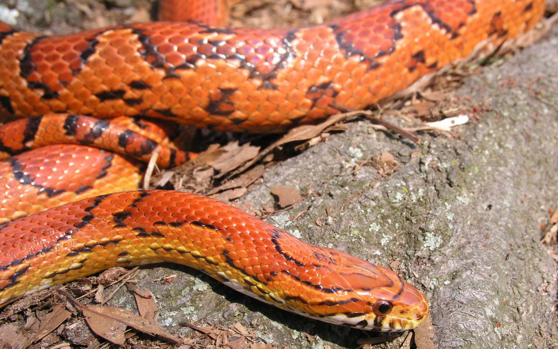 Pics Of Corn Snakes Wallpaper - Corn Snake Hd - HD Wallpaper 
