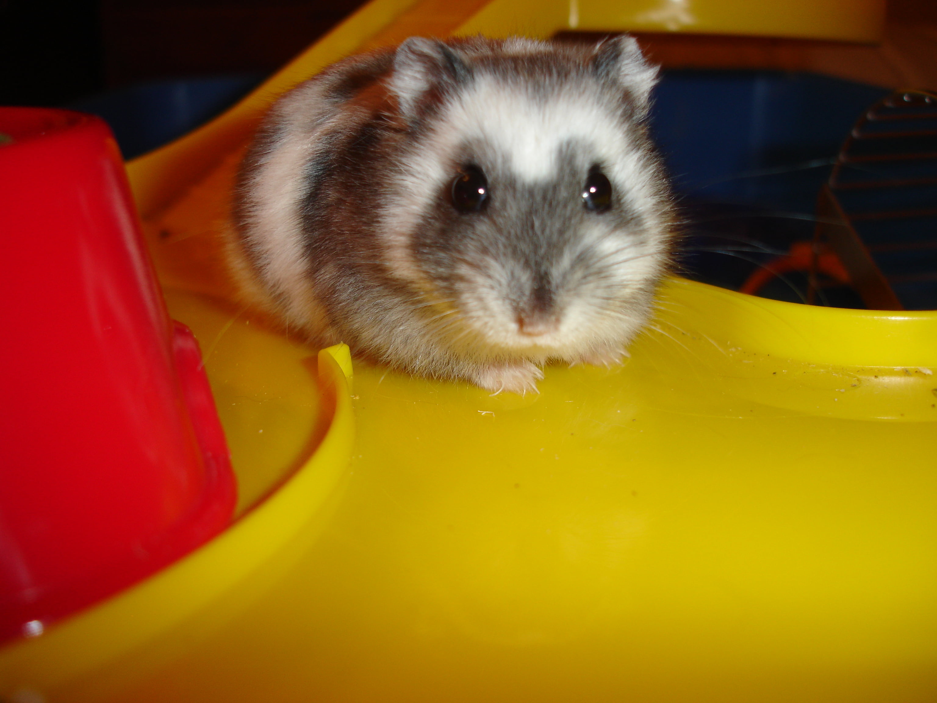 Russian Dwarf Hamster - HD Wallpaper 