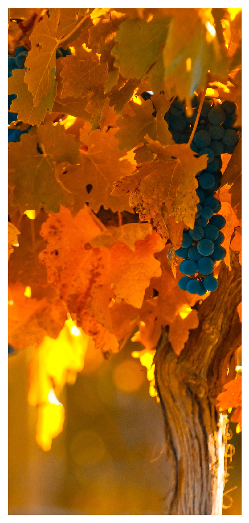 Vine Wallpaper Per Cellulare - Sfondo Cellulare Uva - HD Wallpaper 