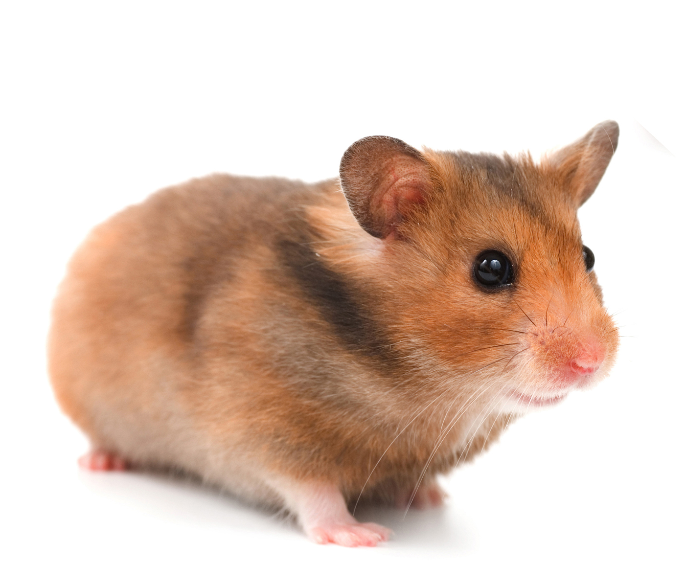 High Resolution Wallpaper - Syrian Hamster White Background - HD Wallpaper 