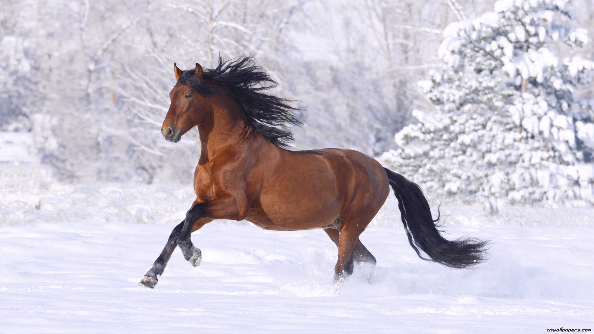 Brown Horse Winter - HD Wallpaper 